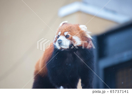 天真爛漫 レッサーパンダ 天真爛漫 レッサーパンダ 65737141