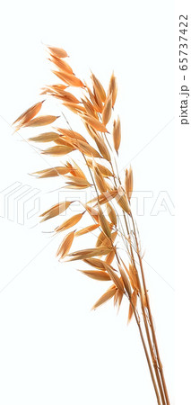 Oat close up. Oat close up. 65737422