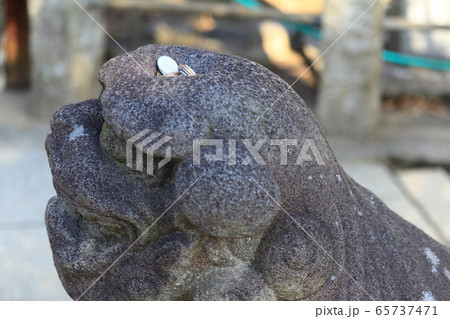 鵜の森八幡神社の狛犬 65737471