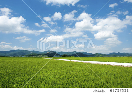 農業 稲 田舎 65737531