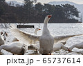 自然 野鳥 新しい 65737614
