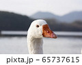 鳥 湖 ガチョウ 65737615