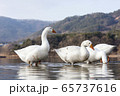鳥 湖 ガチョウ 65737616