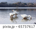 鳥 湖 ガチョウ 65737617