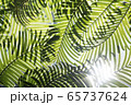 自然 樹木 緑 65737624