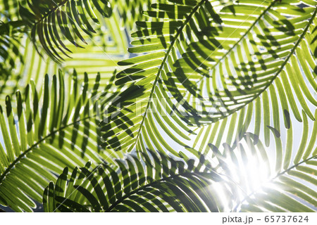 自然 樹木 緑 65737624