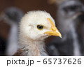鳥 顔 注ぎ口 65737626