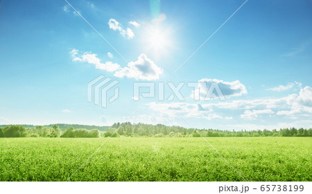 field of spring grass and perfect sky 65738199