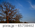 大木　夕暮れ後 65738402