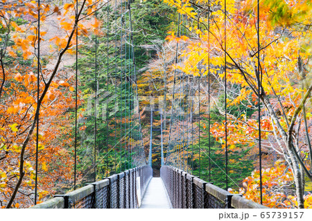 回顧の吊橋と紅葉風景 秋 （栃木県那須塩原市） 2019年11月撮影 65739157