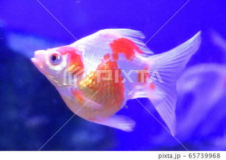 玉サバ（イメージ） 65739968