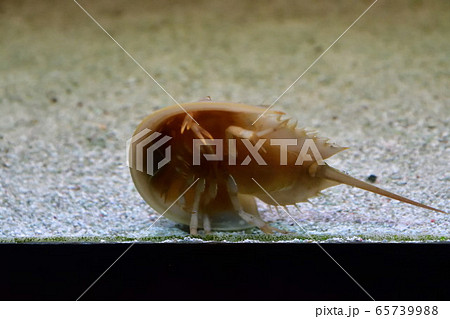 カブトガニ（イメージ） 65739988
