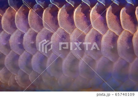 ピラルク（イメージ） 65740109