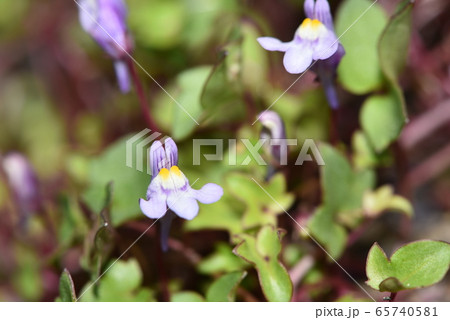 ツタバウンランの青花 ツタバウンランの青花 65740581