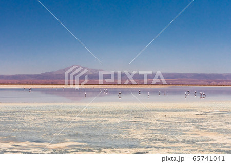 Laguna Chaxa, Atacama Desert, Chile. South America. 65741041
