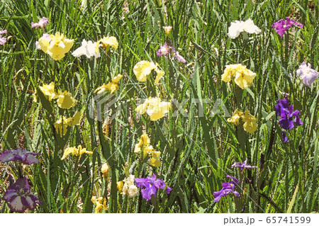 ざらざら仕上・鶴舞公園点景 ざらざら仕上・鶴舞公園点景 65741599