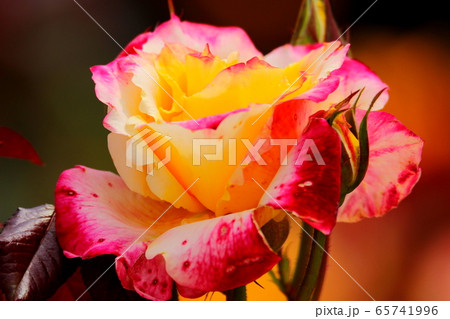 敵 花 バラの花 65741996