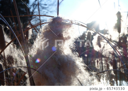 ガマの穂 65743530