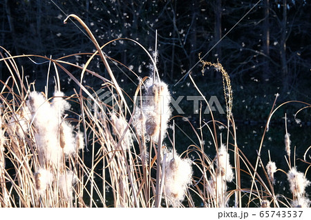 ガマの穂 65743537