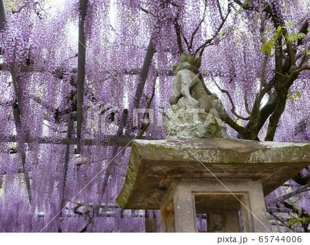 山田日吉神社の藤棚と石灯籠　（熊本県玉名市） 65744006
