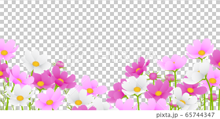 秋桜 秋桜 65744347