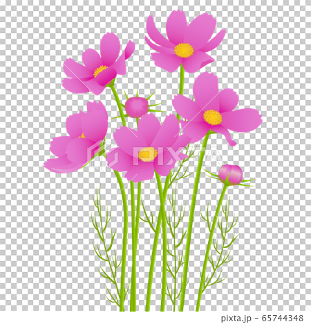 秋天的櫻桃樹 秋天的櫻桃樹 65744348