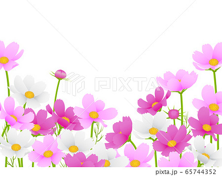 秋桜 秋桜 65744352