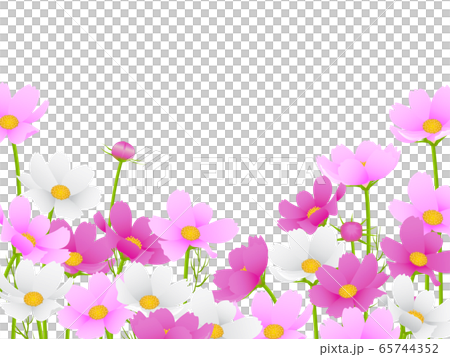 秋桜 秋桜 65744352