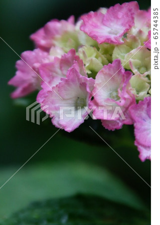 ピンク色の紫陽花 65744385