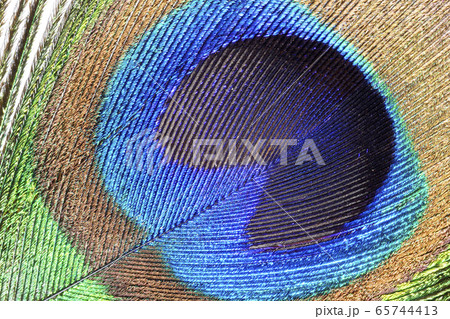 インドクジャクの羽毛 インドクジャクの羽毛 65744413