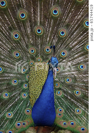 インドクジャク インドクジャク 65744419