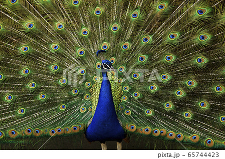 インドクジャク 65744423