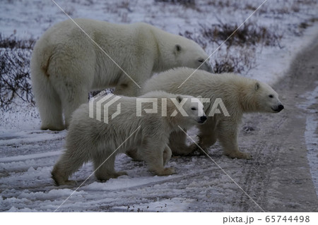 ホッキョクグマ ホッキョクグマ 65744498