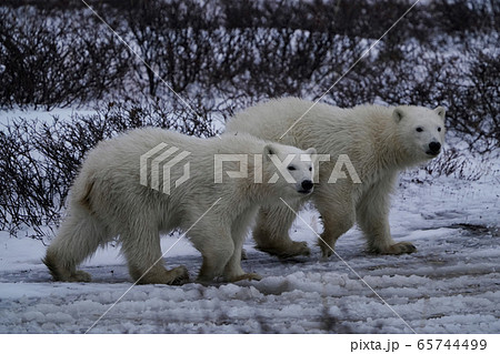 ホッキョクグマ 65744499
