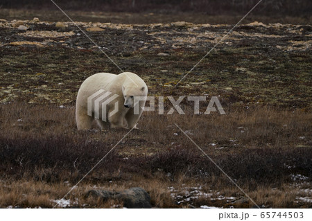 ホッキョクグマ 65744503