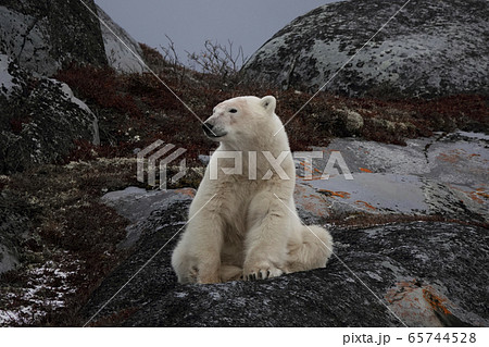 ホッキョクグマ 65744528