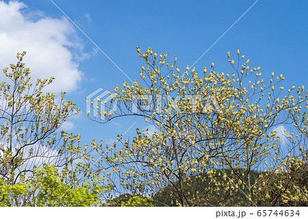 青空の下のアオモジの花 青空の下のアオモジの花 65744634