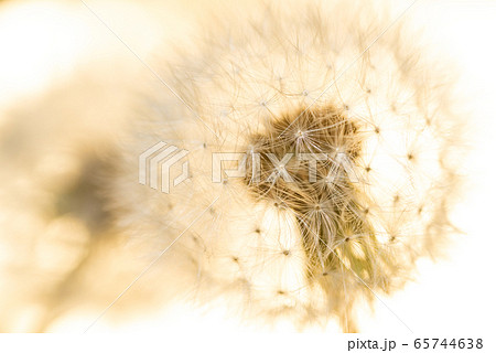 金色の背景のタンポポの綿毛 金色の背景のタンポポの綿毛 65744638