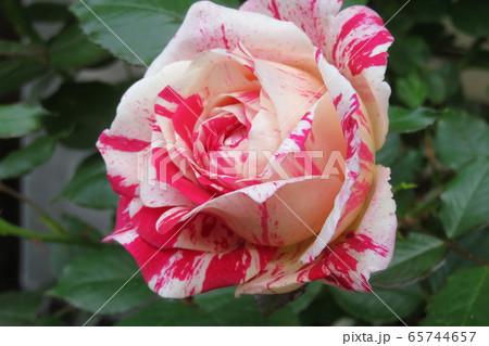 薔薇 センチメンタルの写真素材