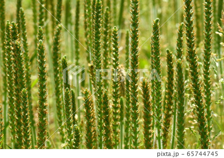 自然 植物 ツボミオオバコ、北米原産の外来種。姿はオオバコですが花茎は三十センチほどにもなります 自然 植物 ツボミオオバコ、北米原産の外来種。姿はオオバコですが花茎は三十センチほどにもなります 65744745