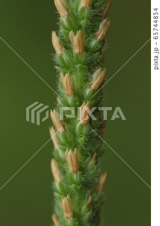 自然 植物 ツボミオオバコ 北米原産の外来種 名前の由来は花が完全に開くことがないからの写真素材 自然 植物 ツボミオオバコ 北米原産の外来種 名前の由来は花が完全に開くことがないからの写真素材