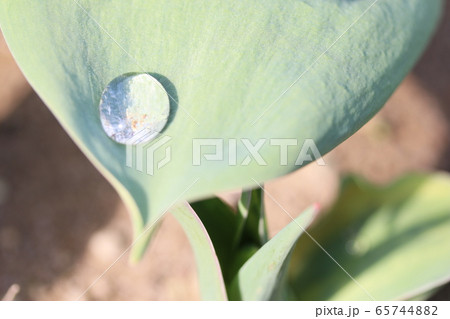 春の花 春の花 65744882