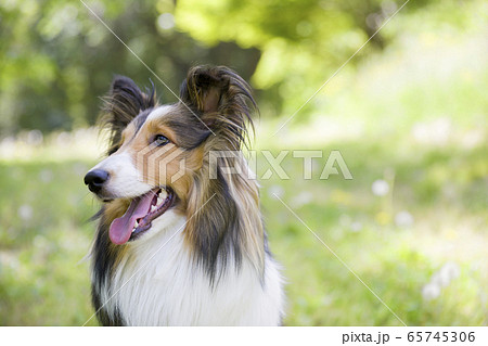 お座りするシェルティー成犬の写真素材 [65745306] - PIXTA