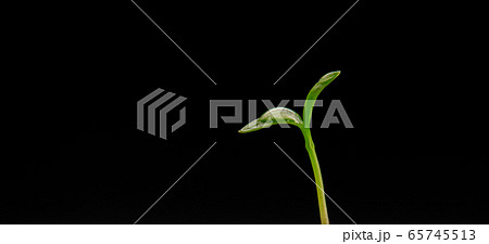 Young Plant Growing In Sunlight. The seedling are growing from the rich soil to the morning sunlight that is shining 65745513