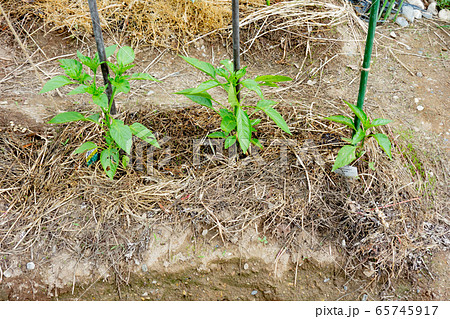 ピーマンの栽培、定植 65745917