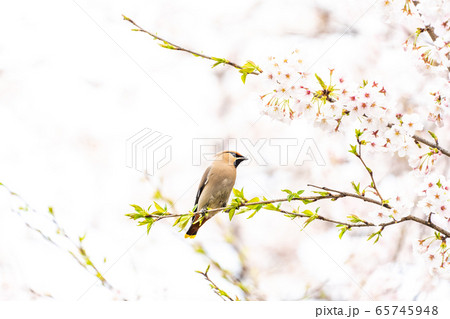 ソメイヨシノと野鳥 65745948