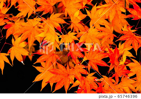 紅葉 65746396