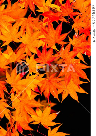 紅葉 紅葉 65746397