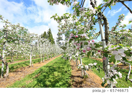 果樹園のりんごの花 65746675