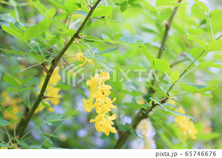 キングサリの花 65746676